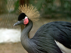 Смотреть фото Венценосный журавль Фото Венценосный журавль