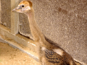 Фото Венценосные журавли: коронованные природой