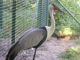 Смотреть фото Серёжчатый журавль Фото Серёжчатый журавль