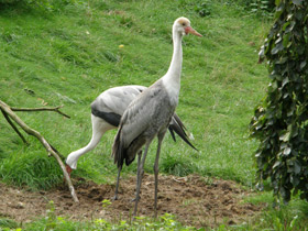 Смотреть фото Серёжчатый журавль Фото Серёжчатый журавль