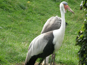 Серёжчатый журавль Серёжчатый журавль