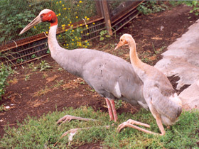 Смотреть фото Индийский журавль Фото Индийский журавль