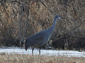Фото Канадский журавль