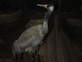 Смотреть фото Серый журавль Фото Серый журавль