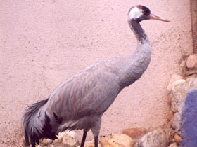 Смотреть фото Серый журавль Фото Серый журавль