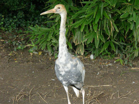 Смотреть фото Японский журавль Фото Японский журавль