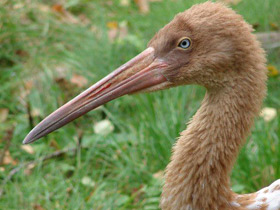 Смотреть фото Стерх Фото Стерх