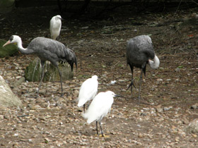 Фото Черный журавль