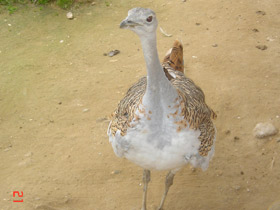 Смотреть фото Дрофа Фото Дрофа