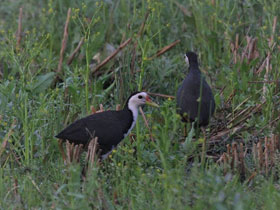 Смотреть фото Белогрудый погоныш Фото Белогрудый погоныш