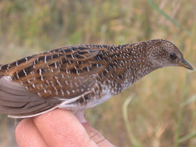 Фото Белокрылый погоныш