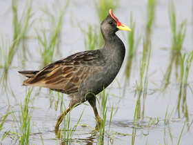 Фото Рогатая камышница