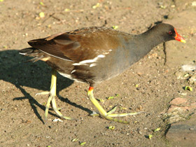 Смотреть фото Камышница Фото Камышница