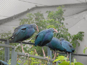 Фото Султанка