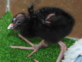 Смотреть фото Султанка Фото Султанка