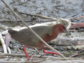 Смотреть фото Красноногий погоныш Фото Красноногий погоныш