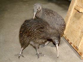 Фото Киви: птица из ящика