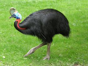 Фото Самые необычные и удивительные животные