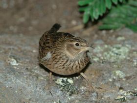 Смотреть фото Полевой жаворонок Фото Полевой жаворонок