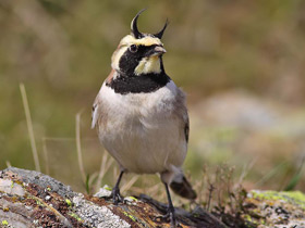 Фото Рогатый жаворонок