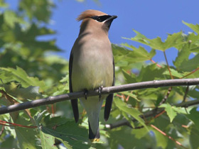 Фото Американский свиристель