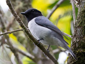 Фото Ceblepyris cucullatus