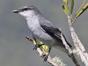 Фото Маврикийский сорокопутовый личинкоед