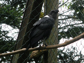 Смотреть фото Белощёкий ворон Фото Белощёкий ворон