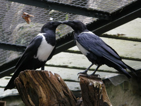 Смотреть фото Пегий ворон Фото Пегий ворон