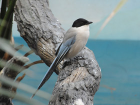 Смотреть фото Голубая сорока Фото Голубая сорока