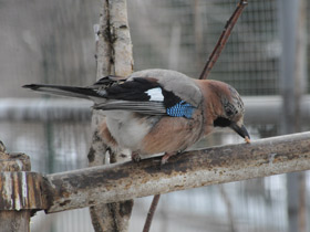 Смотреть фото Сойка Фото Сойка