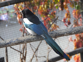 Смотреть фото Животные в русских народных сказках Фото Животные в русских народных сказках