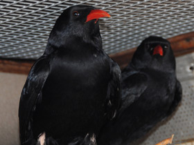 Смотреть фото Клушица Фото Клушица