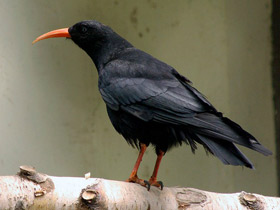 Смотреть фото Клушица Фото Клушица