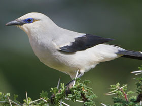 Фото Кустарниковый ворон
