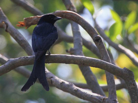 Фото Черный дронго