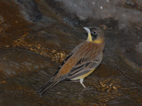 Фото Черноголовая овсянка