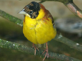 Фото Черноголовая овсянка