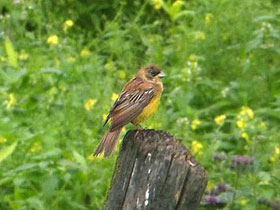 Фото Черноголовая овсянка