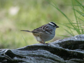 Смотреть фото Белобровая овсянка Фото Белобровая овсянка