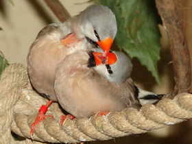 Смотреть фото Острохвостая травяная амадина Фото Острохвостая травяная амадина