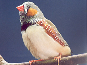 Смотреть фото Зебровая амадина Фото Зебровая амадина