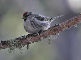 Фото Обыкновенная чечётка