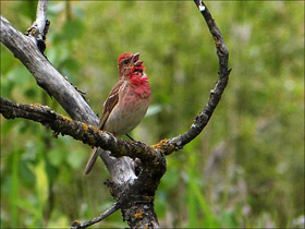 Фото Обыкновенная чечевица