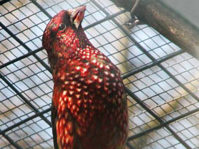 Фото Большая чечевица