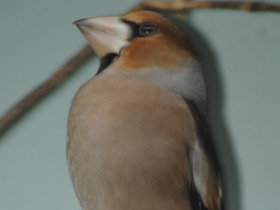 Фото Дубонос