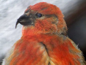 Клёст-еловик Клёст-еловик