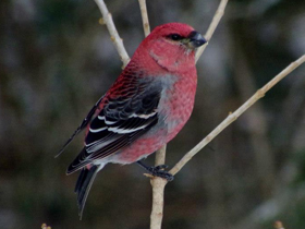 Клёст-сосновик Клёст-сосновик