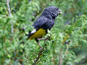 Арчовый дубонос Арчовый дубонос