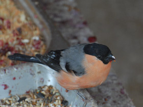 Фото Снегирь